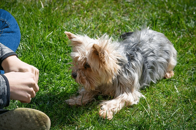 How many times a day should I train my dog?